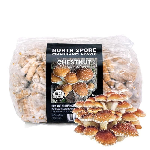Organic Chestnut Mushroom Plug Spawn